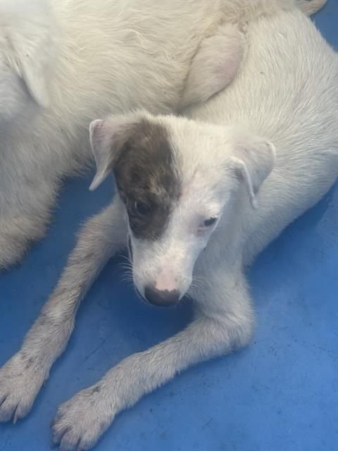HANNAH~FOSTER OR FOSTER TO ADOPT NEEDED~ - Terrier available for adoption