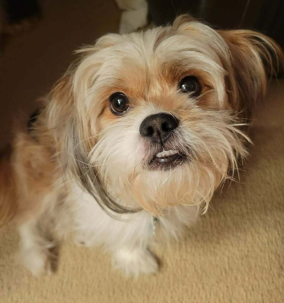 TUCKER - Shih Tzu available for adoption
