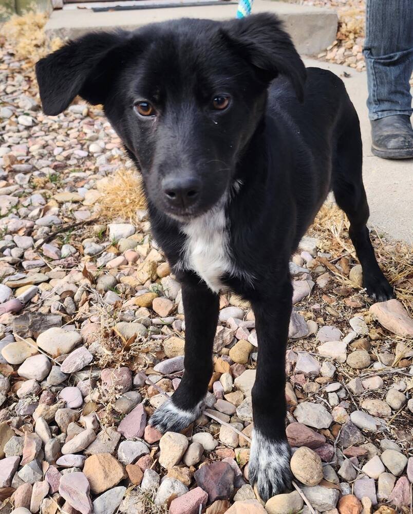 BERLIOZ - Border Collie / Labrador Retriever available for adoption