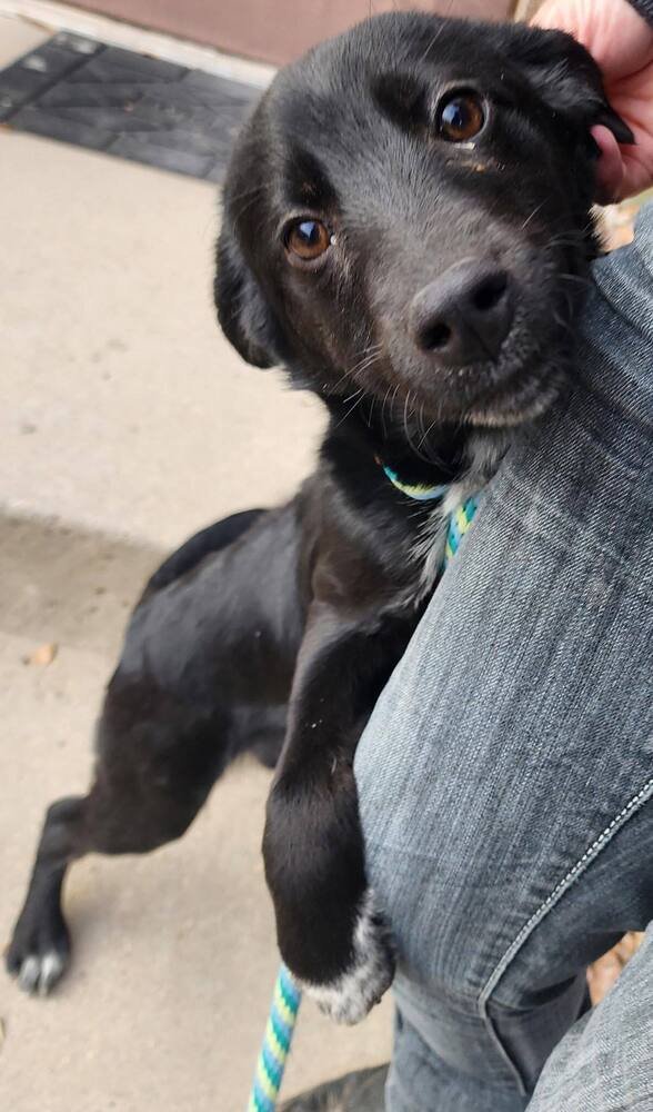 BERLIOZ - Border Collie / Labrador Retriever available for adoption