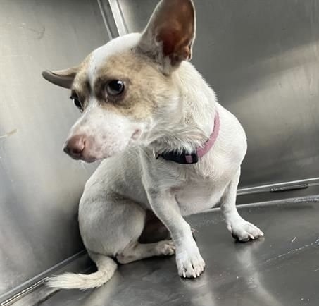 SPUDNIK~FOSTER OR FOSTER TO ADOPT NEEDED~ - Dachshund available for adoption