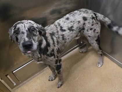 Artie**FOSER OR FOSTER TO ADOPT NEEDED** Image