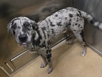 Artie**FOSER OR FOSTER TO ADOPT NEEDED** - Photo 1