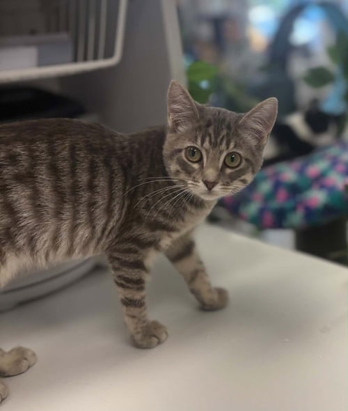 PERLA - Domestic Short Hair / Domestic Short Hair available for adoption