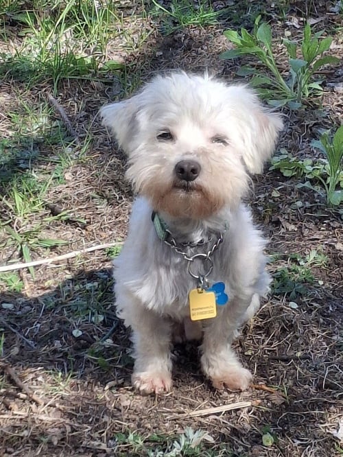 ANTHONY *MULTIPLE APPLICATIONS - Maltese available for adoption