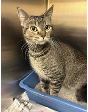 NALA - Domestic Short Hair / Domestic Short Hair available for adoption