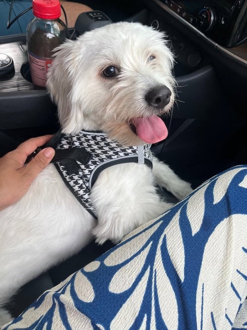 PRINCESA ~HAS MULTIPLE APPLICATIONS~ - Maltese available for adoption