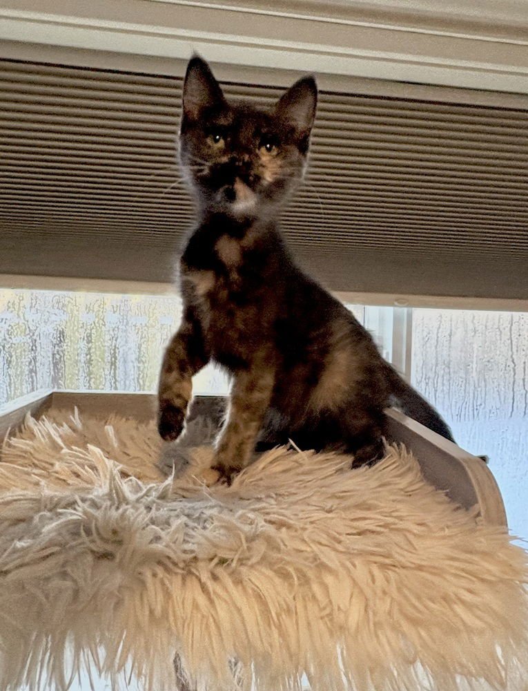 FLOOF - Domestic Short Hair available for adoption