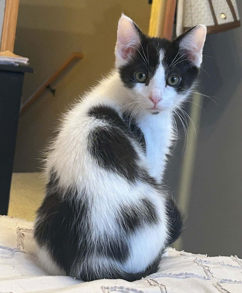 TROLL - Domestic Medium Hair available for adoption