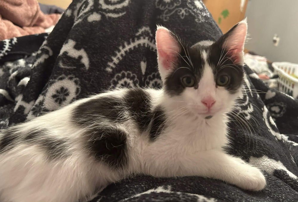 TROLL - Domestic Medium Hair available for adoption