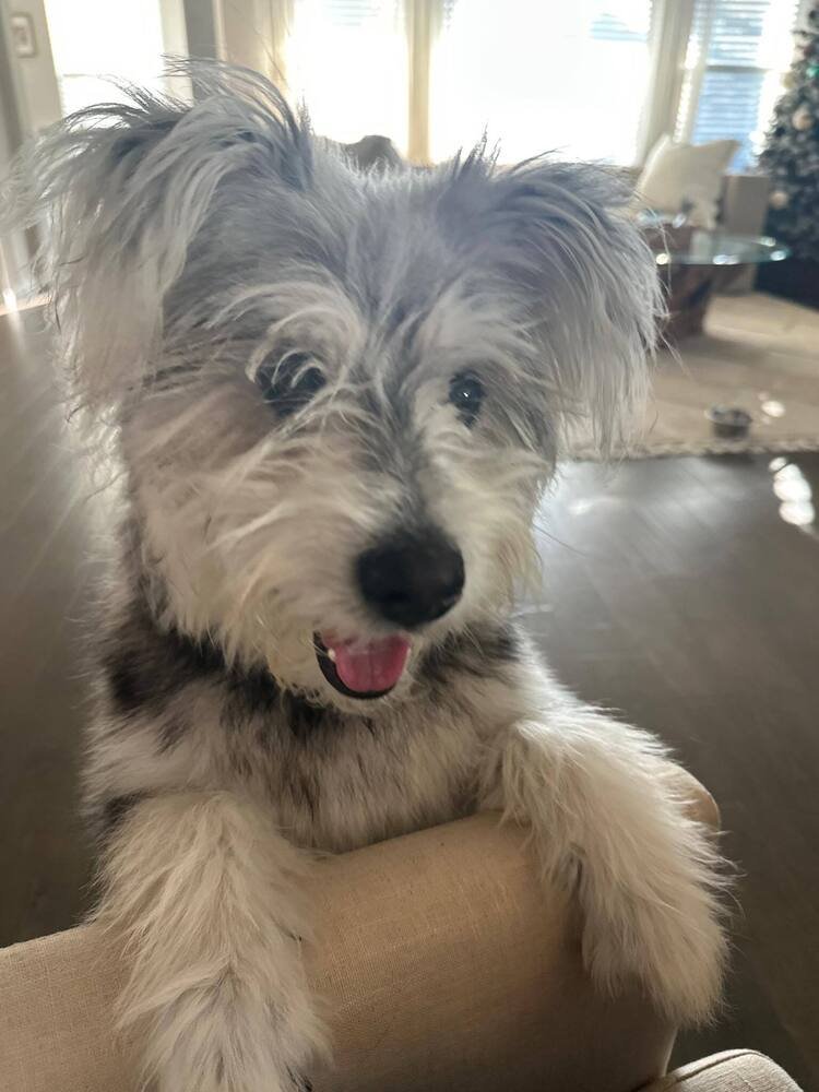 MR. BERT ~NO LONGER ACCEPTING APPLICATIONS~ - Skye Terrier available for adoption