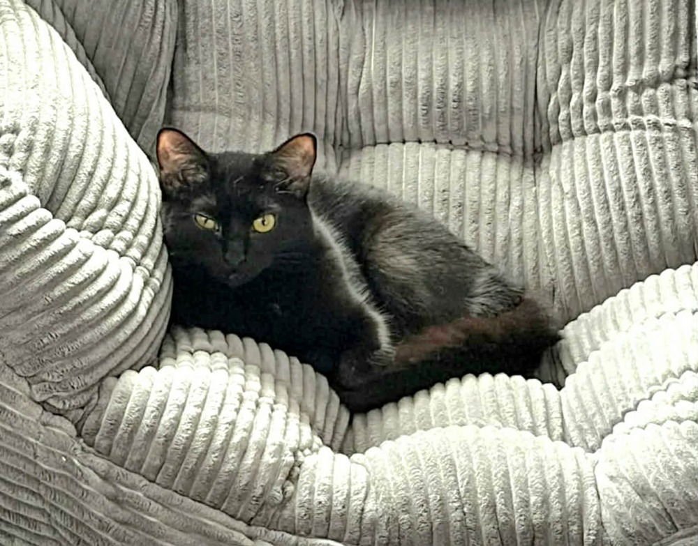 LIL' SPICE - Domestic Short Hair available for adoption