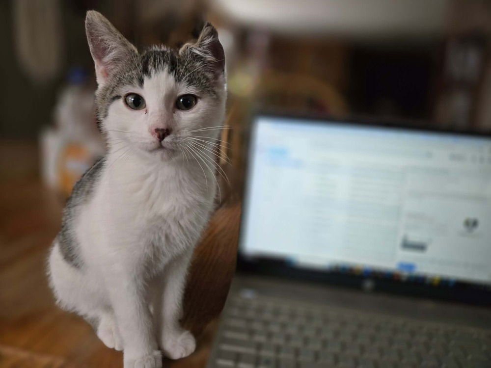 FRANKIE - Domestic Short Hair available for adoption