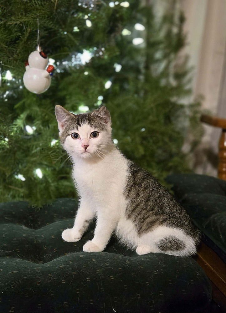 FRANKIE - Domestic Short Hair available for adoption