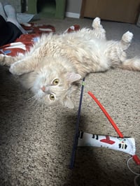 Missie - Photo 2