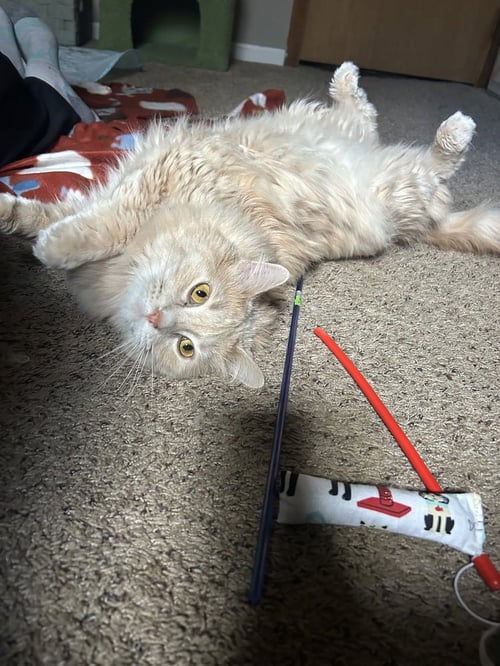 MISSIE - Domestic Long Hair available for adoption