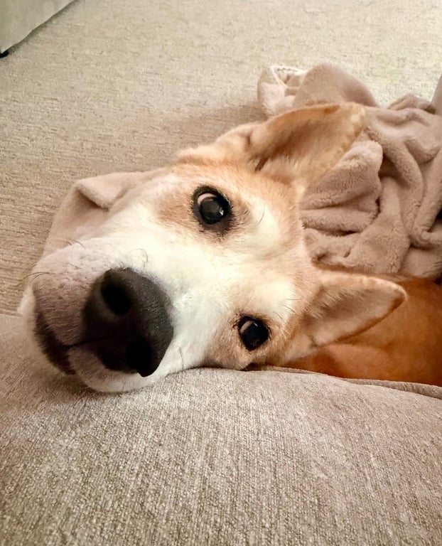 Sammy Image