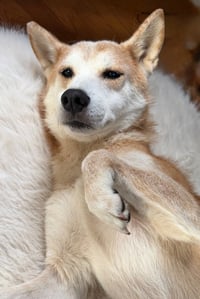 Sammy - Photo 2
