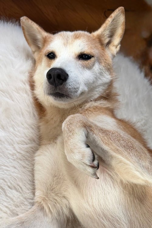 SAMMY - Shiba Inu available for adoption