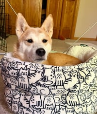 Sammy - Photo 3