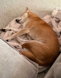 Sammy - Photo 4