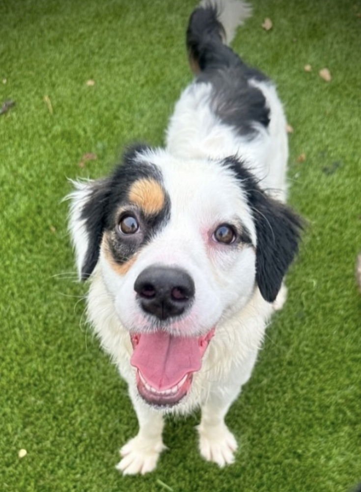 LILLY - Border Collie / Australian Shepherd available for adoption