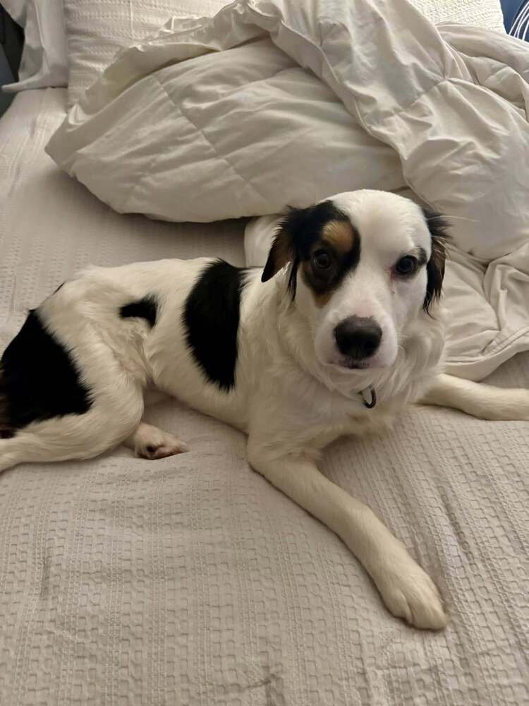 LILLY - Border Collie / Australian Shepherd available for adoption