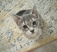 Flapjack - Photo 1