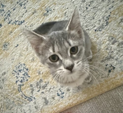 FLAPJACK - Domestic Short Hair available for adoption
