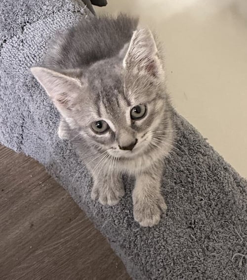 FLAPJACK - Domestic Short Hair available for adoption