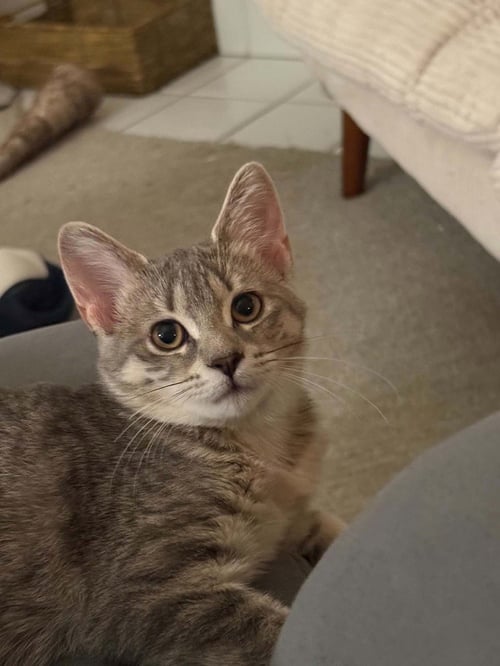 FLAPJACK - Domestic Short Hair available for adoption