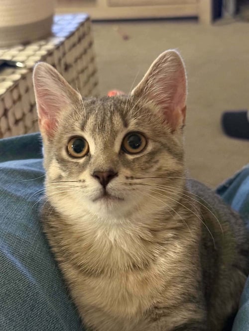 FLAPJACK - Domestic Short Hair available for adoption