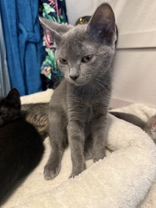 MS. BUTTERSWORTH - Domestic Short Hair available for adoption