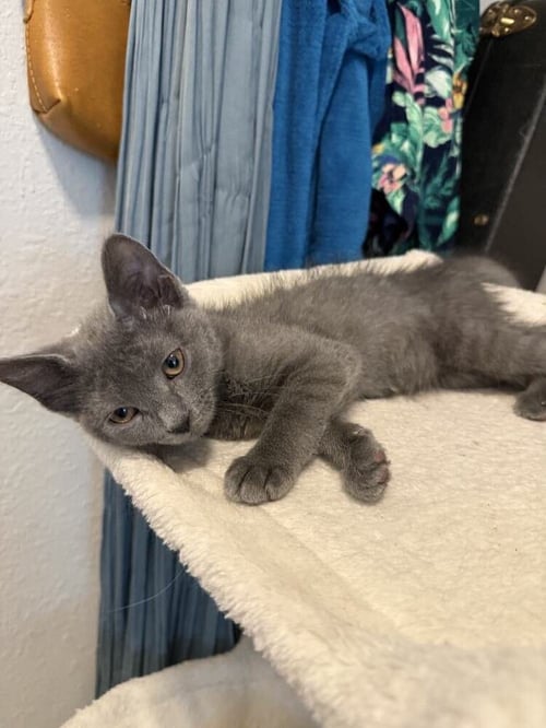 MS. BUTTERSWORTH - Domestic Short Hair available for adoption