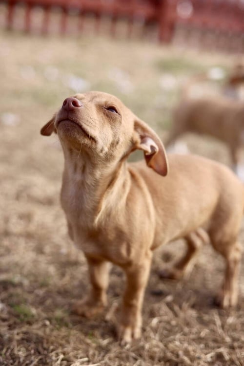 LORI - Chihuahua available for adoption