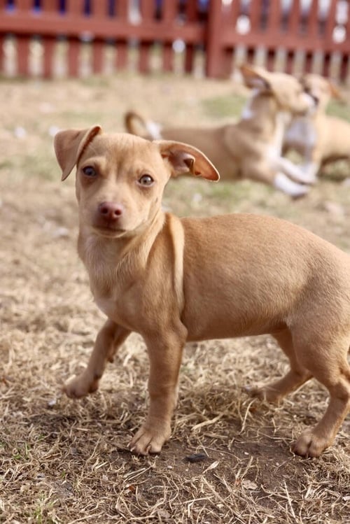 LORI - Chihuahua available for adoption