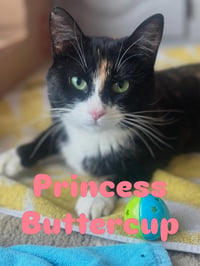 Princess Buttercup - Photo 1