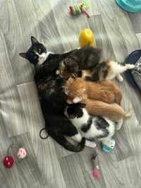 Princess Buttercup - Photo 2