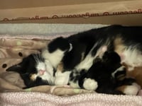 Princess Buttercup - Photo 3