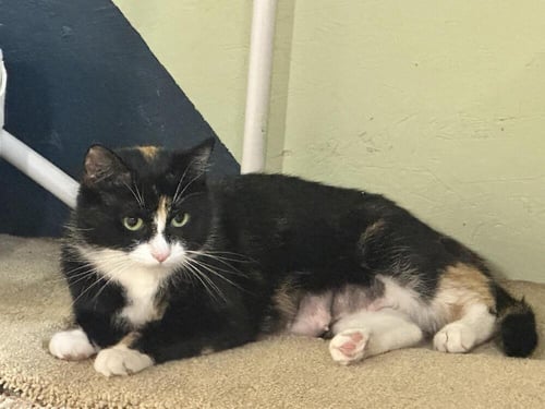 PRINCESS BUTTERCUP - Domestic Short Hair available for adoption
