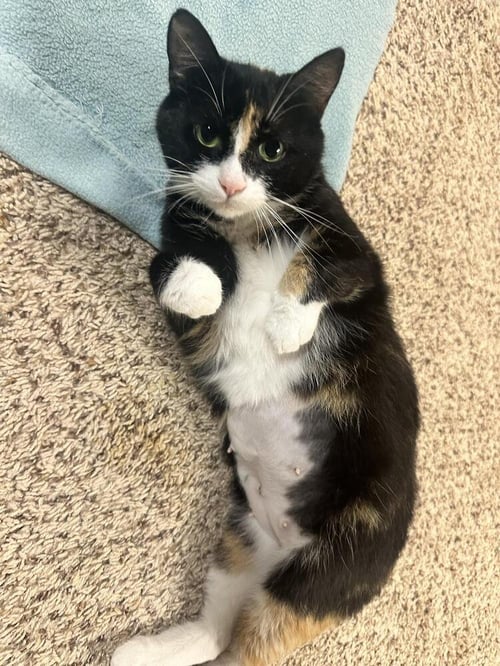 PRINCESS BUTTERCUP - Domestic Short Hair available for adoption