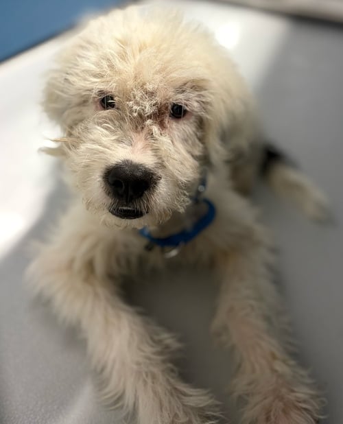 CALVIN ~FOSTER OR FOSTER TO ADOPT NEEDED