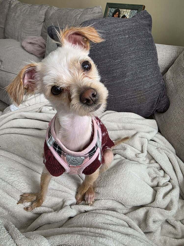 CHICKEN LITTLE - Maltese available for adoption