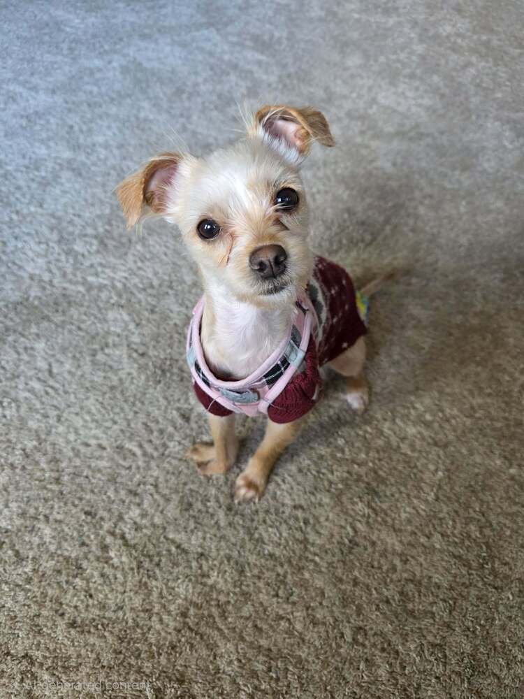 CHICKEN LITTLE - Maltese available for adoption