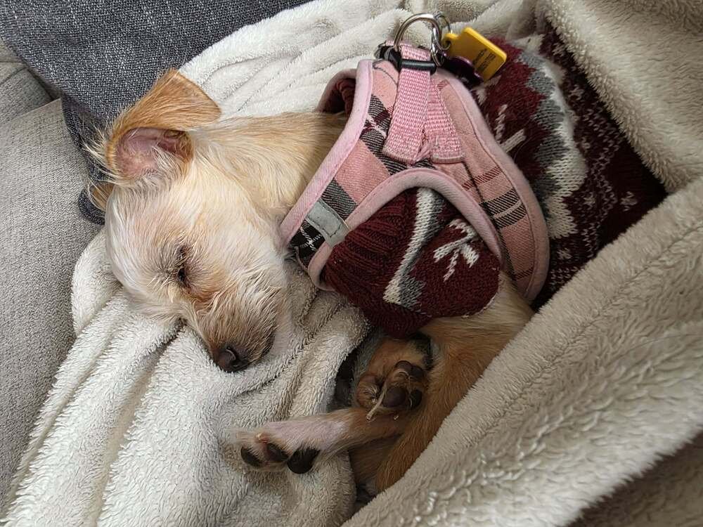 Chicken Little - Photo 3