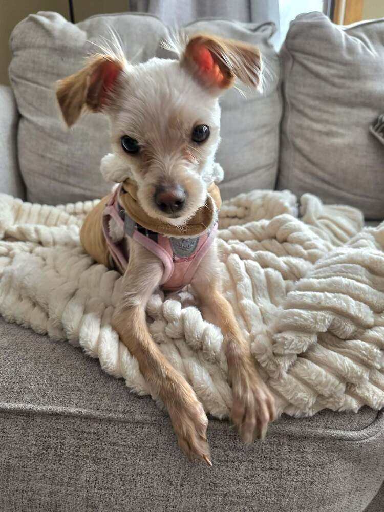 Chicken Little - Photo 4