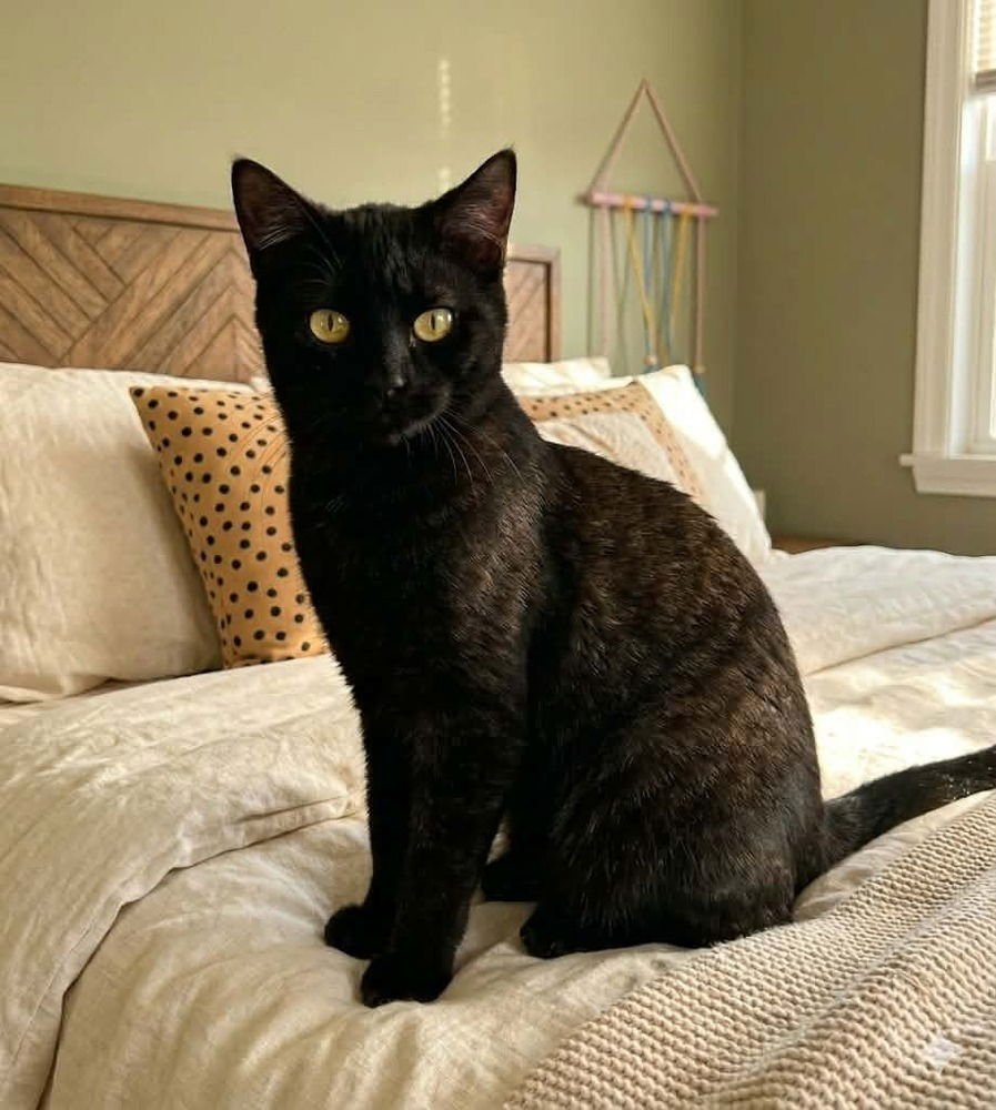 JOGGER - Domestic Short Hair available for adoption