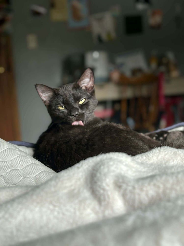 JOGGER - Domestic Short Hair available for adoption