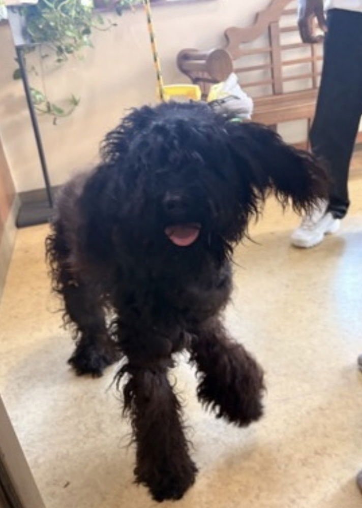 PARKER ~FOSTER OR FOSTER TO ADOPT NEEDED~ - Poodle (Standard) / Labrador Retriever available for adoption