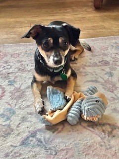 ALFRED - Dachshund / Chihuahua available for adoption